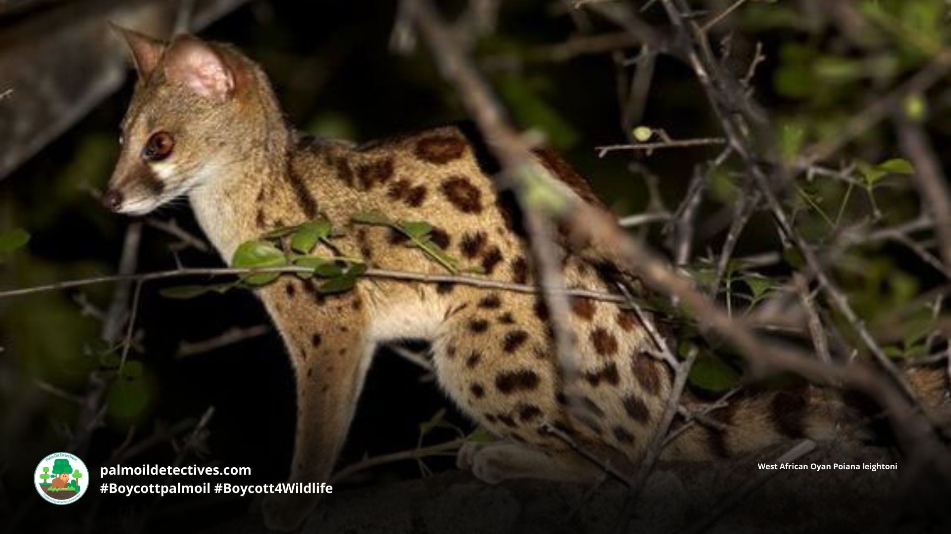 West African Oyan: Rare African Linsang on the Brink