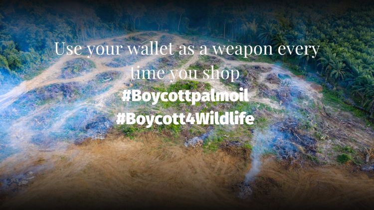 Deforestation-linked heat kills 28,000 people annually boycott palm oil