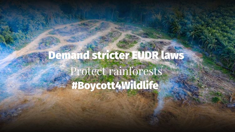 Finance giants JP Morgan and Vanguard fuel $8.9 trillion deforestation economy - stricter EUDR!