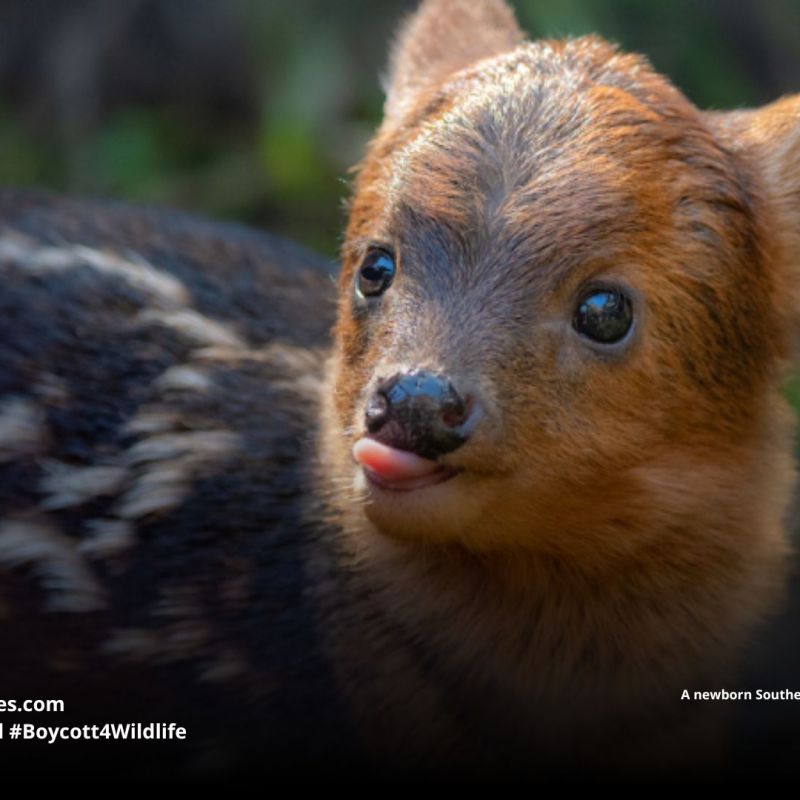 Southern Pudu Pudu&nbsp;puda