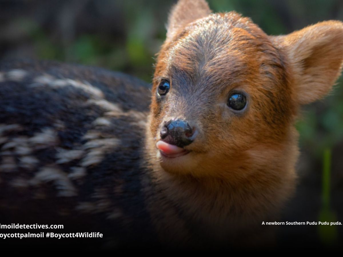 Southern Pudu Pudu&nbsp;puda