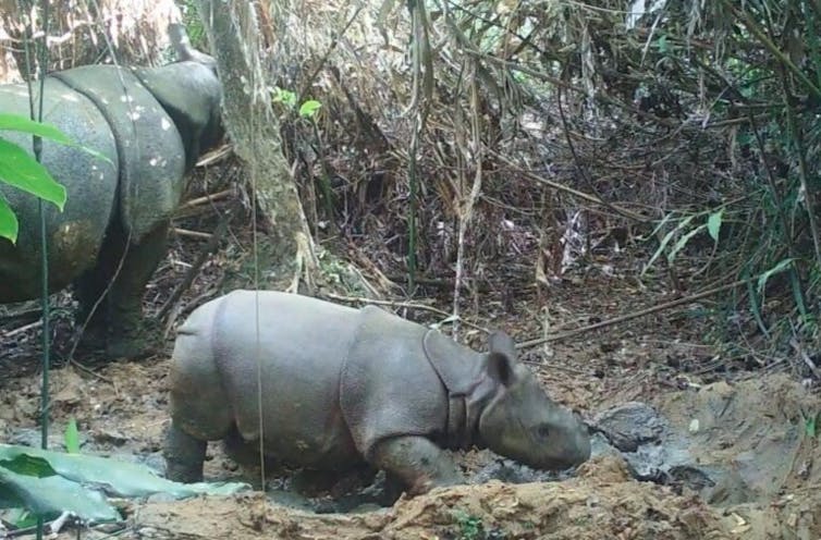 A female Javan rhino calf with its mother, photographed by a camera trap in Ujung Kulon national park. Indonesian Ministry of Environment and Forestry