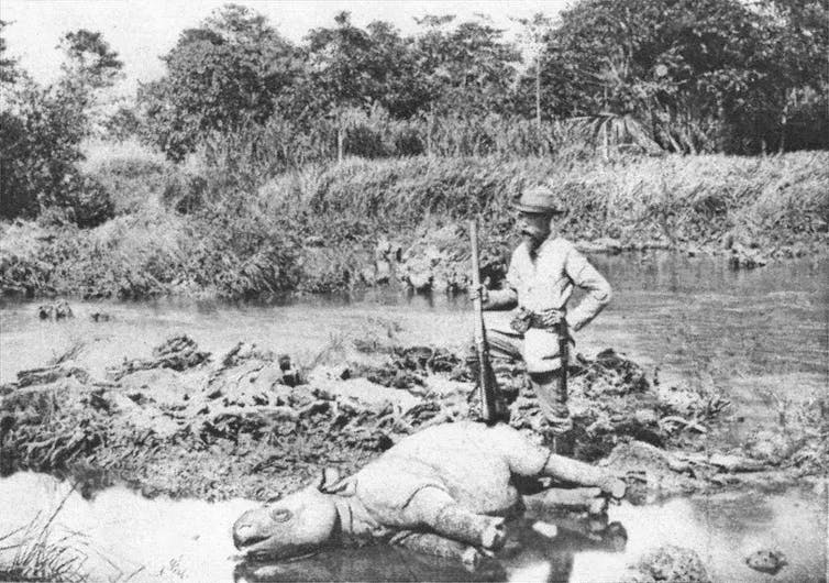 A Dutch hunter with a slain Javan rhino in Ujung Kulon, 1895. Charles te Mechelen/Rhino Resource Center