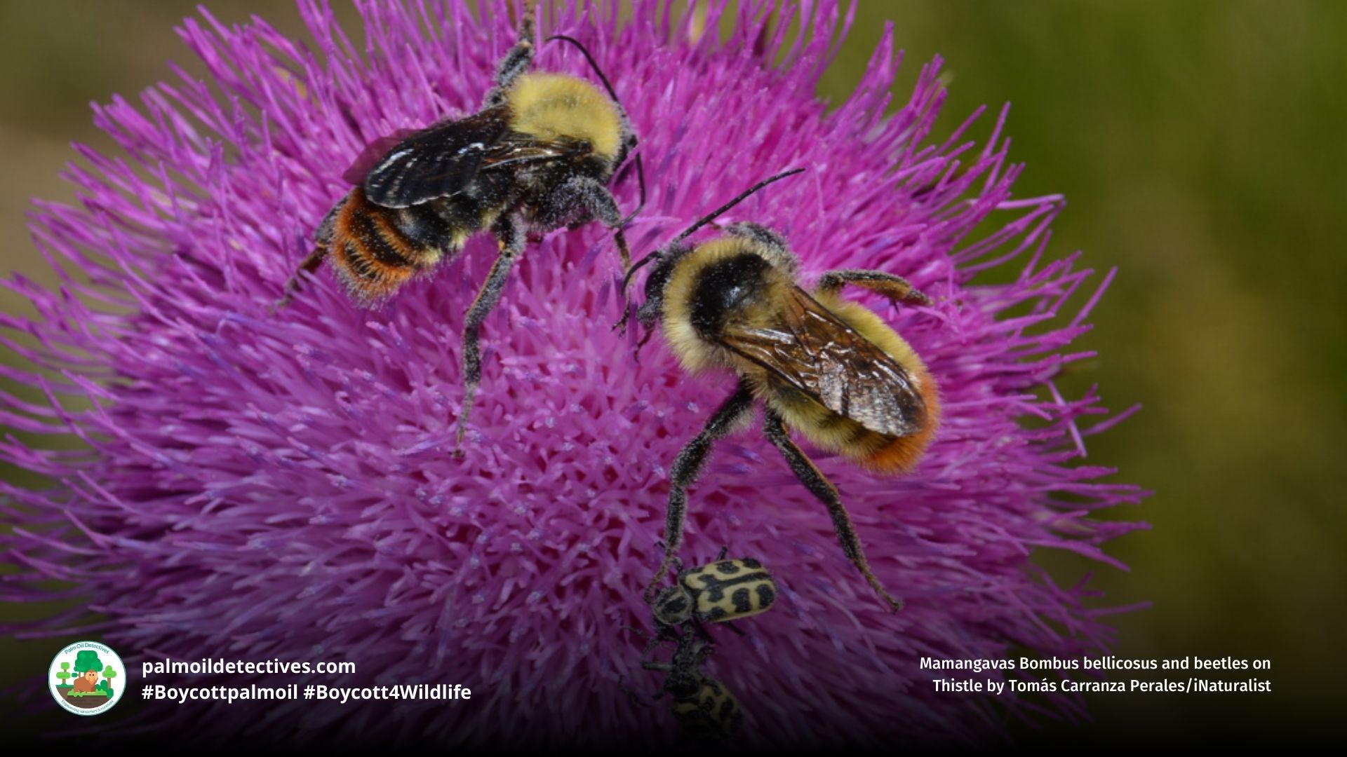 Mamangava Bellicose bumblebee Bombus bellicosus