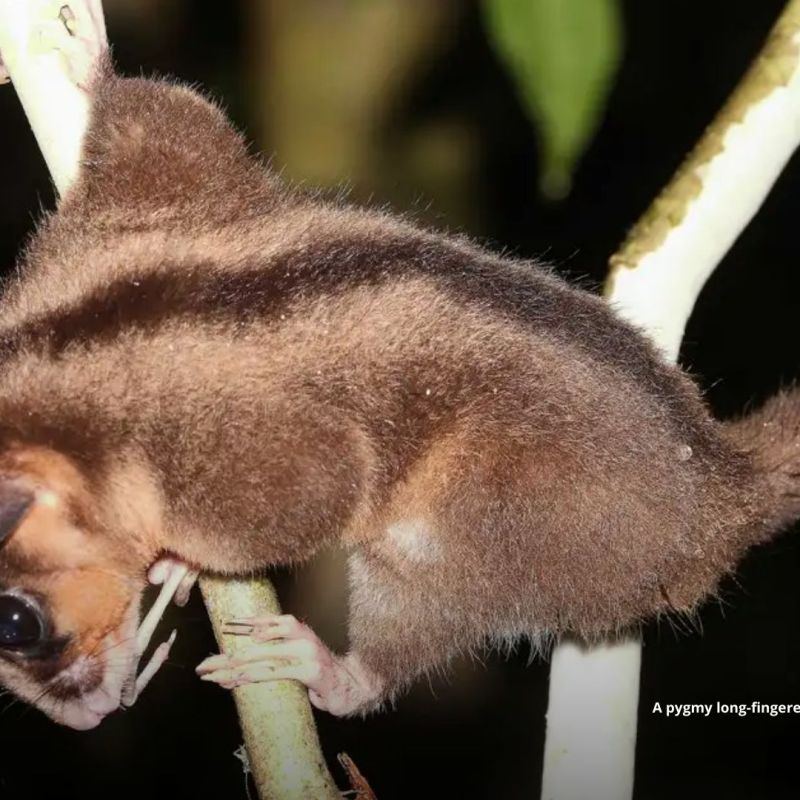Marsupials thought extinct for 6,000 years found in West&nbsp;Papua
