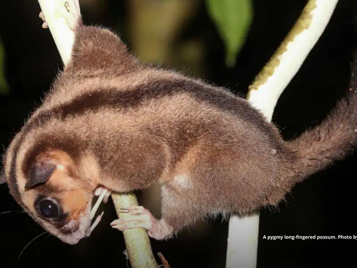 Marsupials thought extinct for 6,000 years found in West&nbsp;Papua