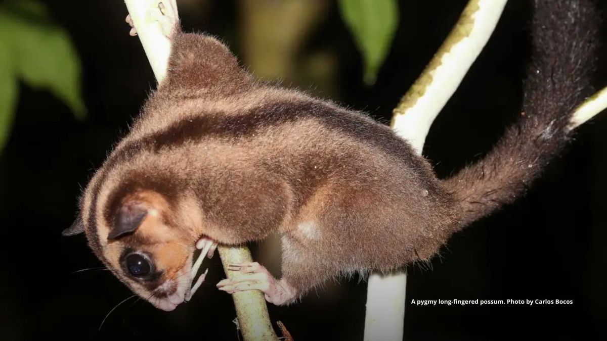 Marsupials thought extinct for 6,000 years found in West&nbsp;Papua