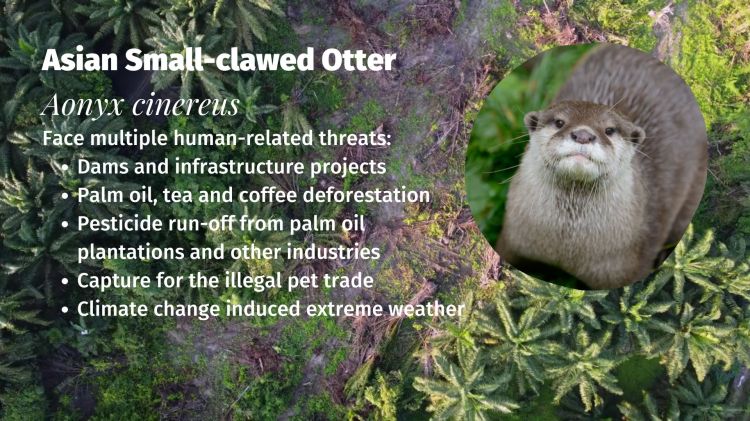 Asian Small-clawed Otter Aonyx cinereus Threats