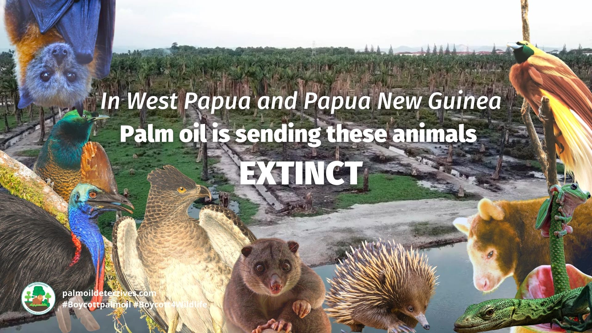 Boycott palm oil for the animals of West Papua