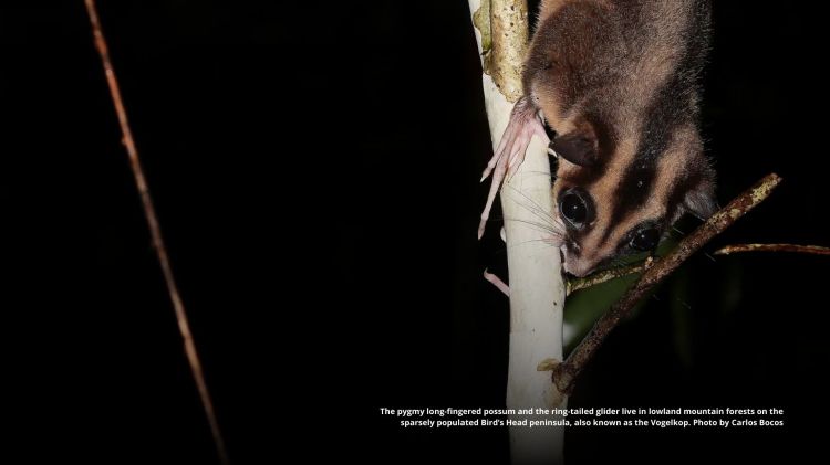 The pygmy long-fingered possum by Carlos Bocos