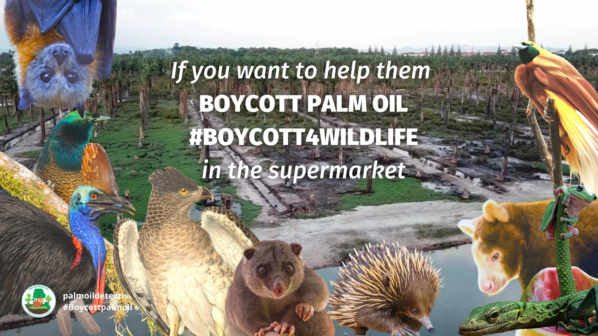 Take action - Boycott palm oil for the animals of West Papua