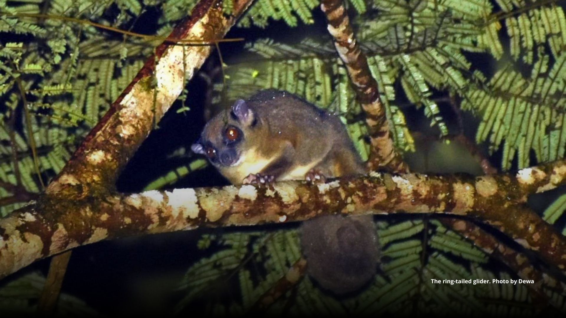 The ring-tailed glider. Photo by Dewa