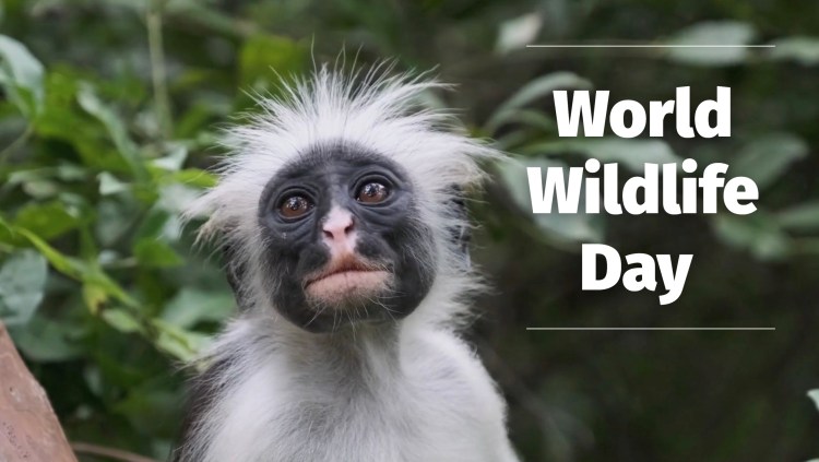 Do you love animals? Make every day #WorldWildlifeDay