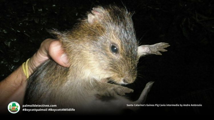 Santa Catarina's Guinea Pig Cavia intermedia by Andre Ambrozio