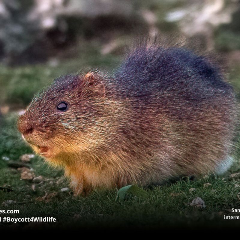 Santa Catarina’s Guinea Pig Cavia&nbsp;intermedia