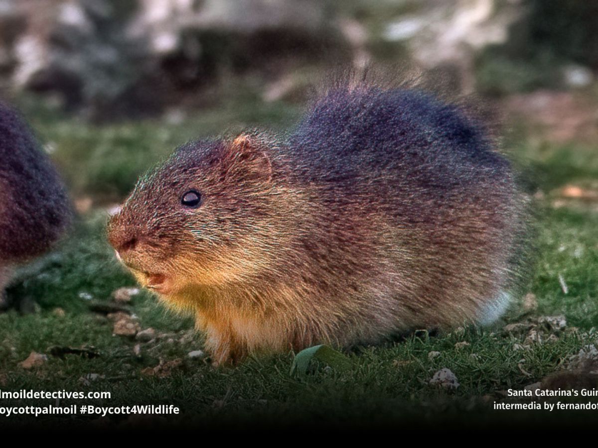 Santa Catarina’s Guinea Pig Cavia&nbsp;intermedia