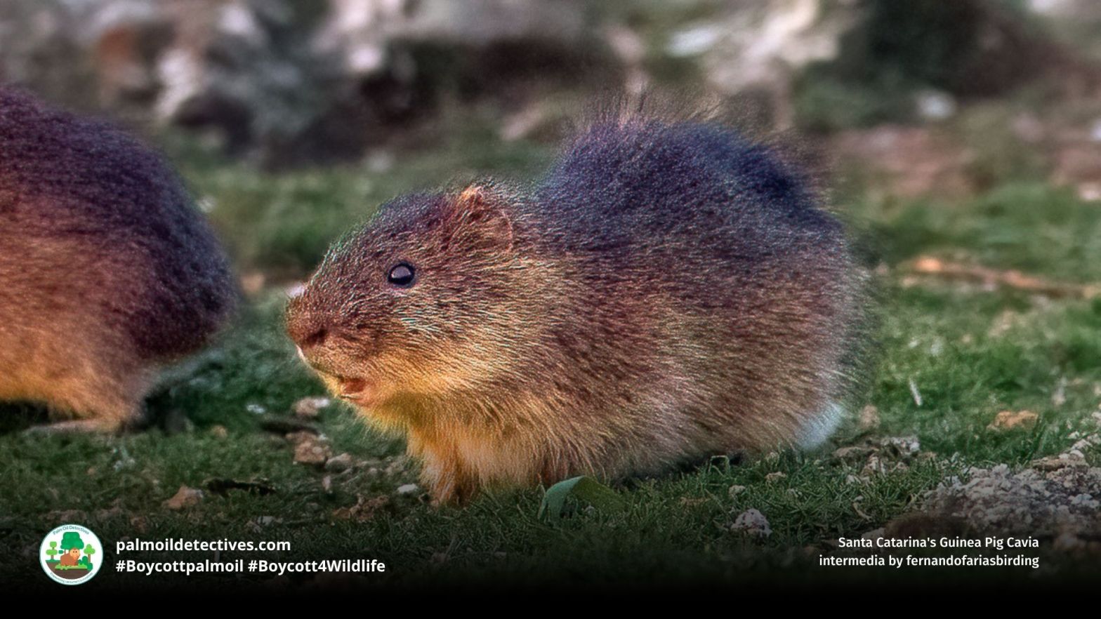 Santa Catarina's Guinea Pig Cavia intermedia by fernandofariasbirding
