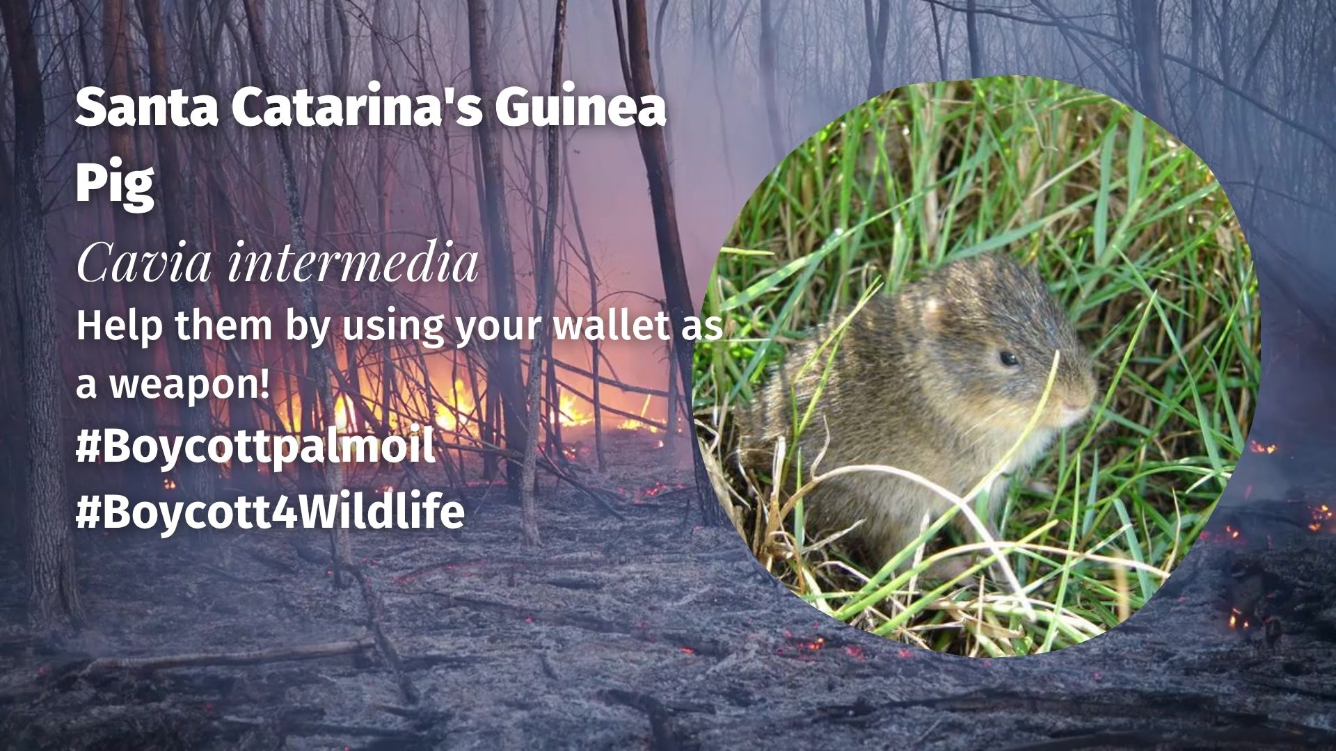 Santa Catarina's Guinea Pig Cavia intermedia take action