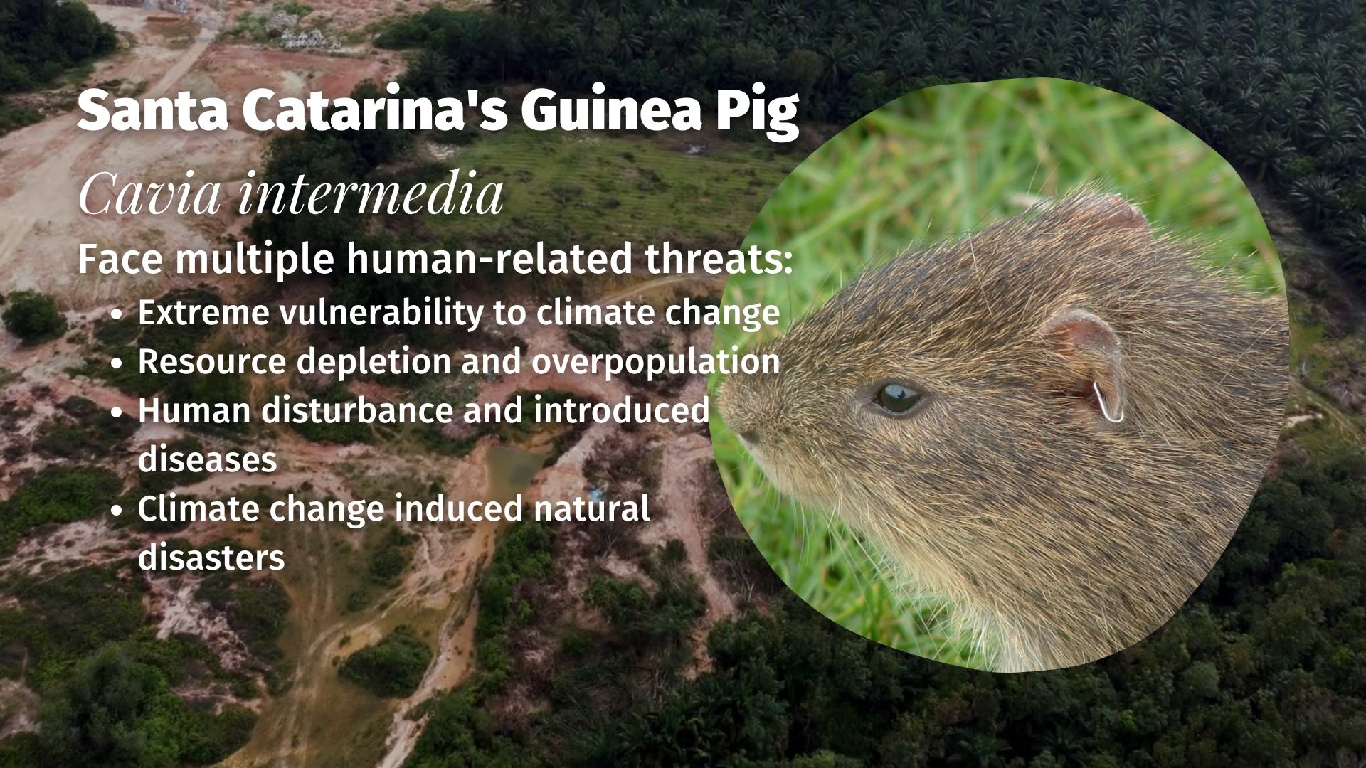 Santa Catarina's Guinea Pig Cavia intermedia threats