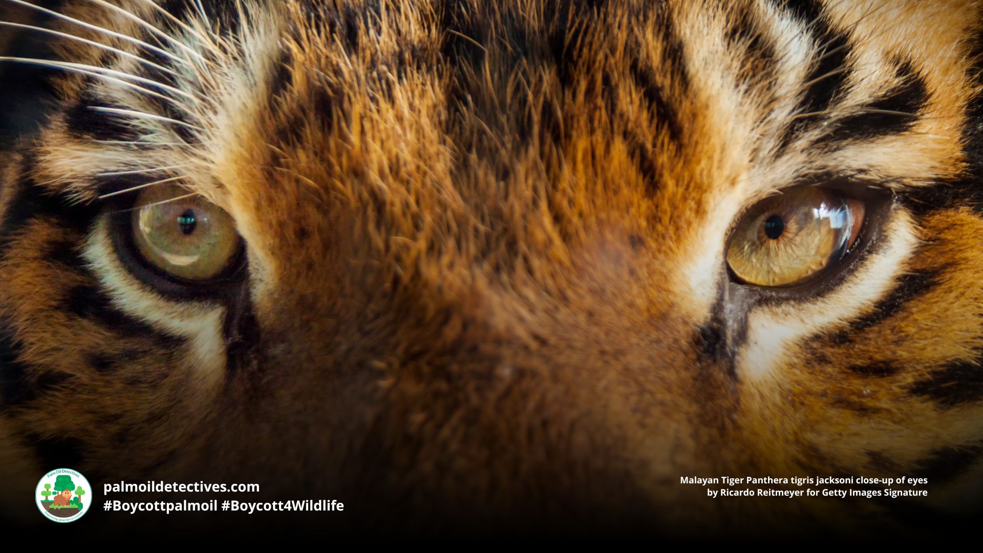 Malayan Tiger Facts, Population and Habitat Palm Oil Detectives